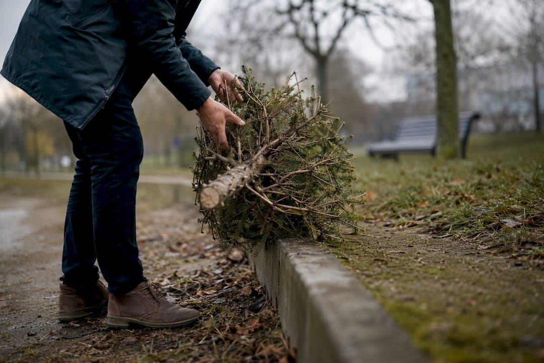 Christmas tree disposal UK: your fastest legal options